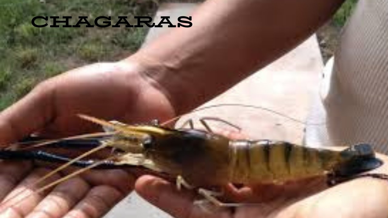 Chagaras